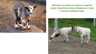 Малкото на козата и козела се нарича
козле. Козлетата често се боричкат и това
е тяхната любима игра.
 