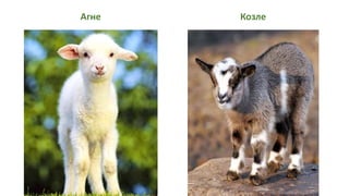 Агне Козле
 
