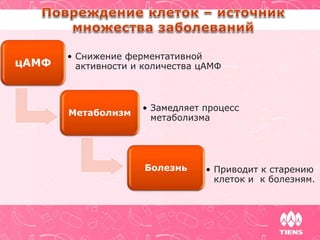 цАМФ
• Снижение ферментативной
активности и количества цАМФ
Метаболизм
• Замедляет процесс
метаболизма
Болезнь • Приводит к старению
клеток и к болезням.
 