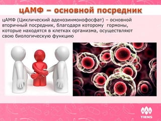 цАМФ (Циклический аденозинмонофосфат) – основной
вторичный посредник, благодаря которому гормоны,
которые находятся в клетках организма, осуществляют
свою биологическую функцию
 