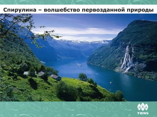 Спирулина в капсулах «Тяньши» | PPT