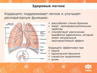 Здоровые легкие
Кордицепс поддерживает легкие и улучшает
респираторную функцию:
 расслабляет стенки бронхов
 имеет противовоспалительное
свойство
 способствует увеличению
выработки адреналина, который
имеет натуральный
противоастмовый эффект
Кордицепс эффективен при
 кашле
 хроническом бронхите
 слизистых выделениях
 астме
 