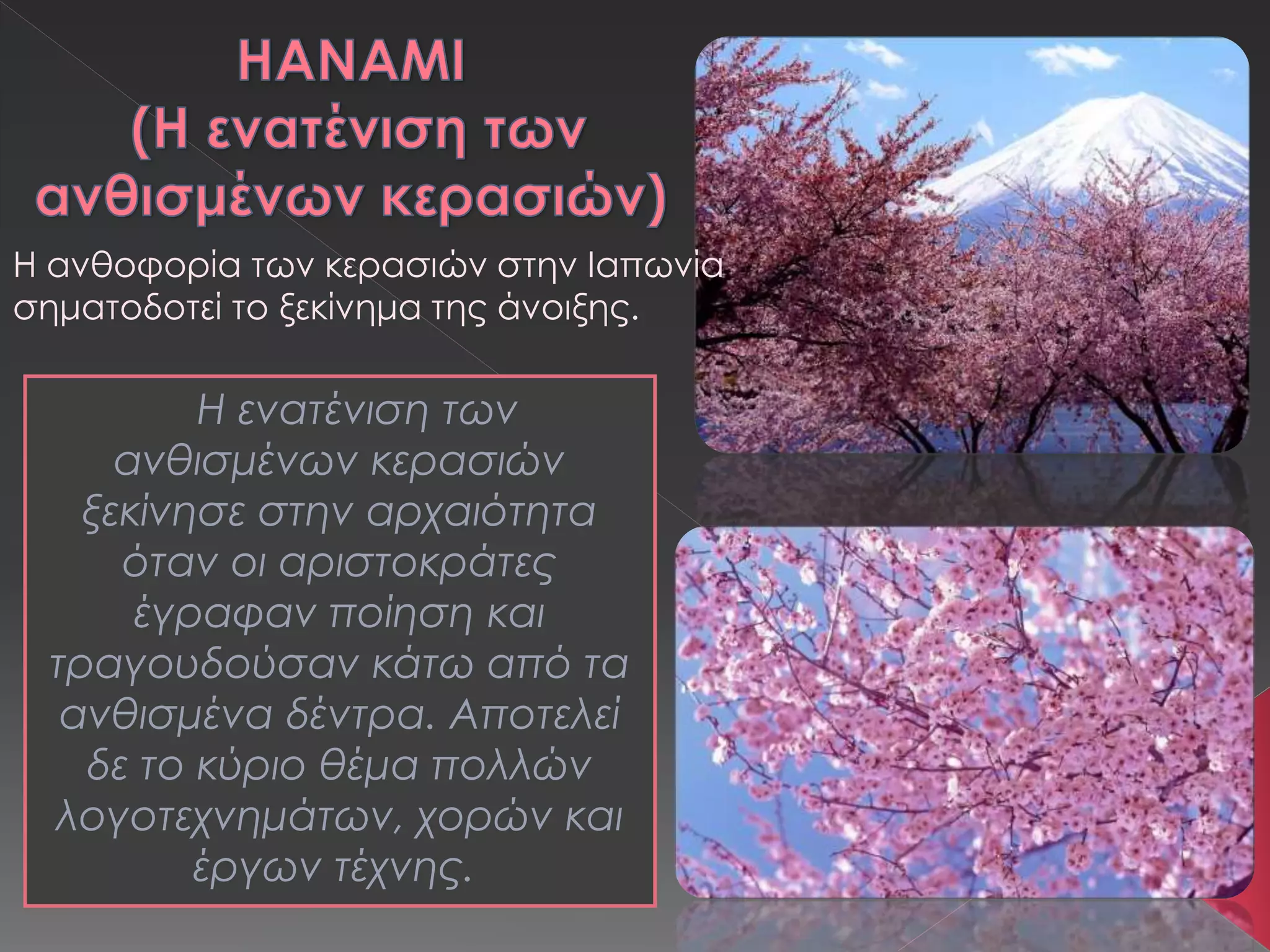 Η ενατένιση των
ανθισμένων κερασιών
ξεκίνησε στην αρχαιότητα
όταν οι αριστοκράτες
έγραφαν ποίηση και
τραγουδούσαν κάτω από τα
ανθισμένα δέντρα. Αποτελεί
δε το κύριο θέμα πολλών
λογοτεχνημάτων, χορών και
έργων τέχνης.
H ανθοφορία των κερασιών στην Ιαπωνία
σηματοδοτεί το ξεκίνημα της άνοιξης.
 