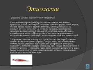Этиология
Причины и условия возникновения описторхоза
В человеческий организм возбудители описторхоза, как правило,
проникают вместе с мясом рыб семейства карповых (леща, карпа, карася,
плотвы, сазана, воблы и других). Причина, по которой паразит не
погибает до того, как попасть в организм человека, заключается в
недостаточной термической или другой обработке мяса рыбы перед
употреблением в пищу. «Кошачья двуустка» может существовать в
недостаточно прожаренной рыбе, в плохо провяленной или просоленной.
Пик распространения описторхоза приходится на разгар рыболовного
сезона – на весенне-летний период. Следует знать, что человек может
заразиться этой страшной инфекцией и не употребляя в пищу рыбу,
поскольку у паразита имеется в запасе еще один способ проникновения в
организм человека – к примеру, через плохо вымытую разделочную доску.
Кроме человеческих органов, гельминт может поражать органы собак,
кошек и многих диких животных.
 