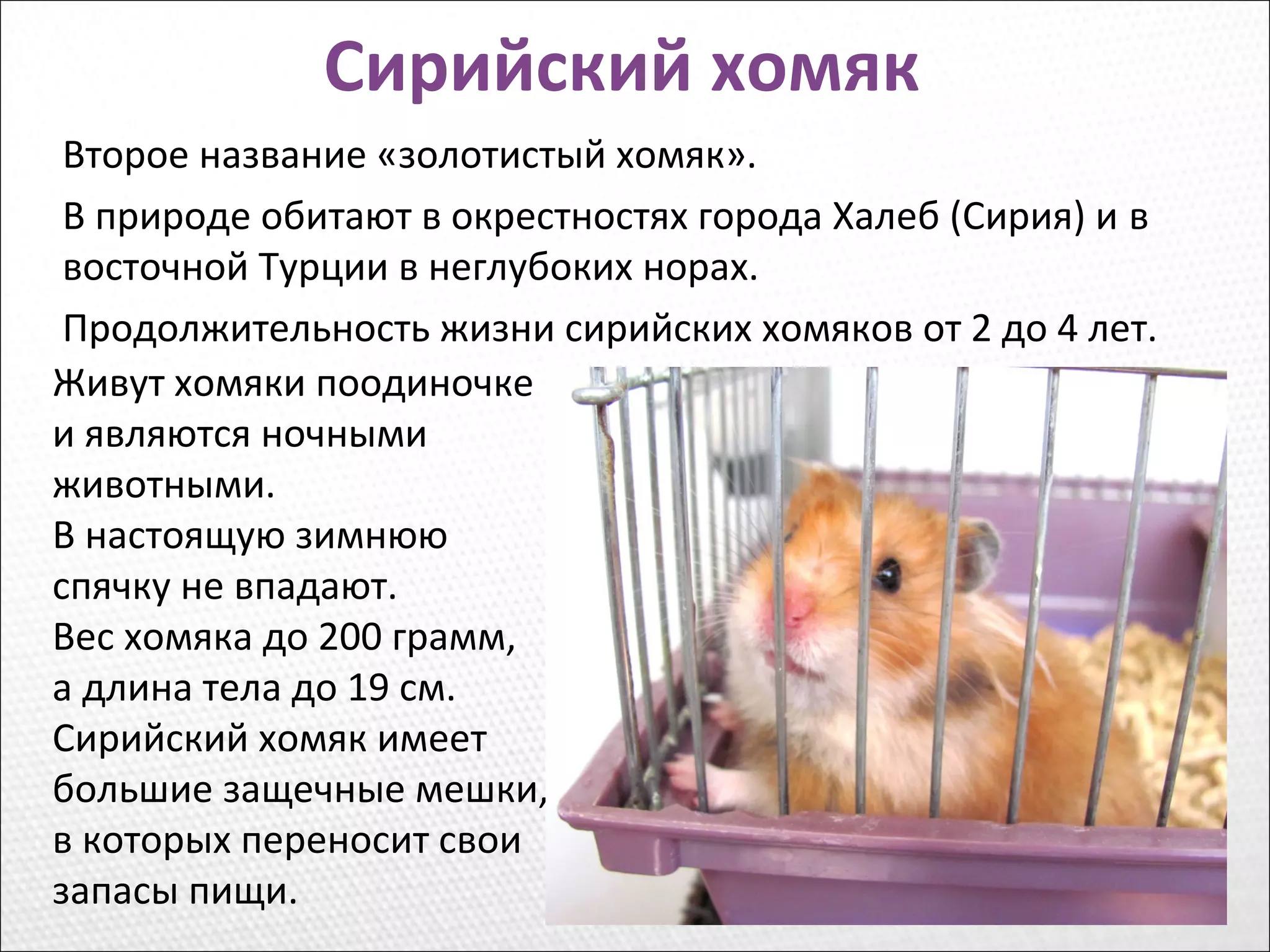 Сирийский хомяк
Второе название «золотистый хомяк».
В природе обитают в окрестностях города Халеб (Сирия) и в
восточной Турции в неглубоких норах.
Продолжительность жизни сирийских хомяков от 2 до 4 лет.
Живут хомяки поодиночке
и являются ночными
животными.
В настоящую зимнюю
спячку не впадают.
Вес хомяка до 200 грамм,
а длина тела до 19 см.
Сирийский хомяк имеет
большие защечные мешки,
в которых переносит свои
запасы пищи.
 