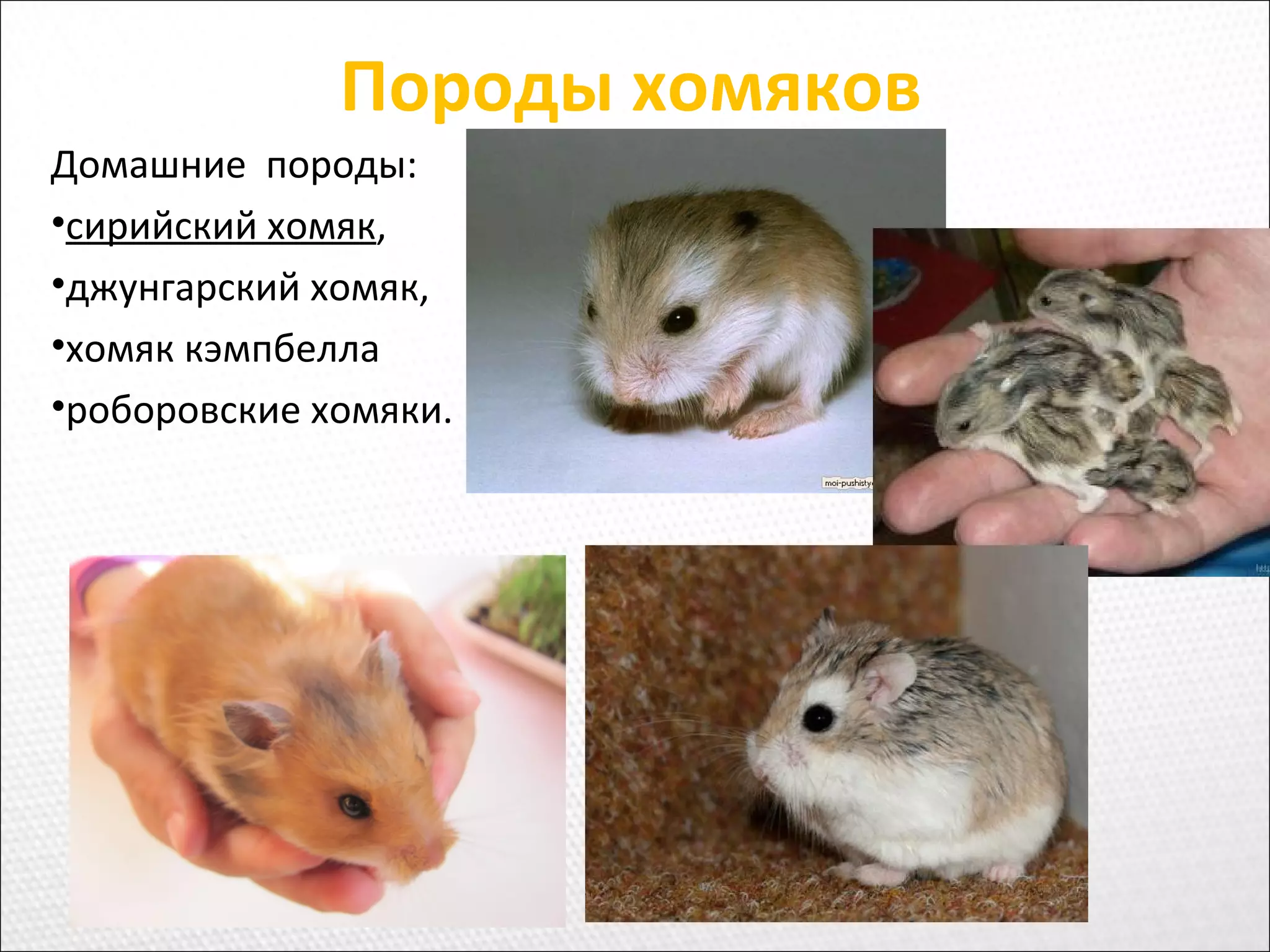 Породы хомяков
Домашние породы:
•сирийский хомяк,
•джунгарский хомяк,
•хомяк кэмпбелла
•роборовские хомяки.
 
