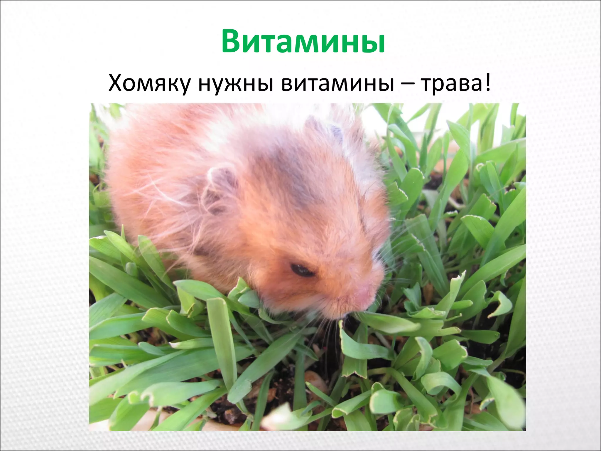 Витамины
Хомяку нужны витамины – трава!
 