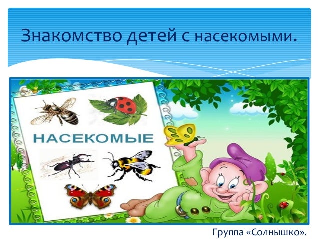 Знакомство С Насекомые с знакомство насекомые
