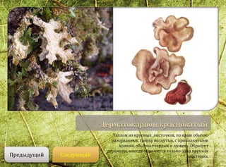 Таллом из крупных листочков, по краю обычно
разорванных, сверху вогнутых, с приподнятыми
краями, обычно твердых и ломких. Образует
дернинки, иногда образуется только одна крупная
пластинка.СледующийПредыдущий
 