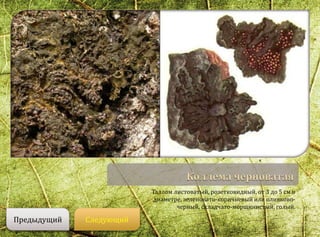 Таллом листоватый, розетковидный, от 3 до 5 см в
диаметре, зеленовато-коричневый или оливково-
черный, складчато-морщинистый, голый.
СледующийПредыдущий
 