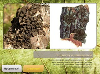 Таллом свинцово-серый или зеленовато-серый, в
виде крупных, выемчато-лопастных, по краю
волнистых пластинок или многочисленных
складчатых листовидных лопастей.
СледующийПредыдущий
 