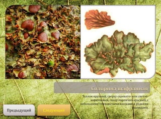 Таллом крупный, сверху серовато- или светло-
коричневый, снизу кирпично-красный, с
небольшими темноватыми жилками и редкими
ризоидами.
СледующийПредыдущий
 