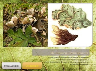 Таллом голубовато-светло-зеленый, во влажном
состоянии ярко-зеленый, крупный, с
многочисленными бородавчатыми цефалодиями на
верхней поверхности.
СледующийПредыдущий
 