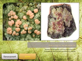 Таллом мелкозернистый или порошистый.
Соломенно-желтый или зеленовато-серый.
ДалееПредыдущий
 