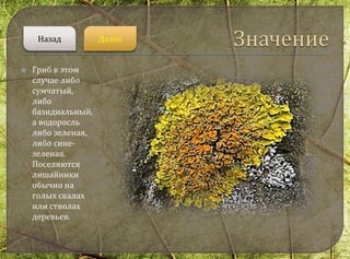  Гриб в этом
случае либо
сумчатый,
либо
базидиальный,
а водоросль
либо зеленая,
либо сине-
зеленая.
Поселяются
лишайники
обычно на
голых скалах
или стволах
деревьев.
ДалееНазад
 