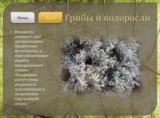  Водоросль
снабжает гриб
органическими
Продуктами
фотосинтеза, а
гриб обеспечивает
водой и
минеральными
солями.
Лишайники
растут очень
медленно и
чувствительно к
загрязнению
окружающей
среды.
ДалееНазад
 