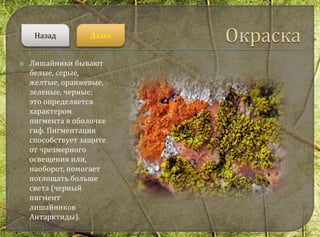  Лишайники бывают
белые, серые,
желтые, оранжевые,
зеленые, черные;
это определяется
характером
пигмента в оболочке
гиф. Пигментация
способствует защите
от чрезмерного
освещения или,
наоборот, помогает
поглощать больше
света (черный
пигмент
лишайников
Антарктиды).
ДалееНазад
 