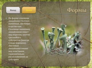  По форме слоевища
лишайники бывают
накипные, листовые
и кустистые.
Слоевище накипных
лишайников имеет
вид корочки, плотно
сросшейся с
субстратом (иногда
в виде порошка).
Листовые
лишайники имеют
вид пластинки,
горизонтально
расположенной на
субстрате.
ДалееНазад
 