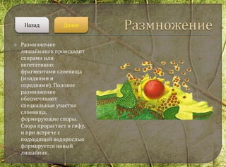  Размножение
лишайников происходит
спорами или
вегетативно:
фрагментами слоевища
(изидиями и
соредиями). Половое
размножение
обеспечивают
специальные участки
слоевища,
формирующие споры.
Спора прорастает в гифу,
и при встрече с
подходящей водорослью
формируется новый
лишайник.
ДалееНазад
 