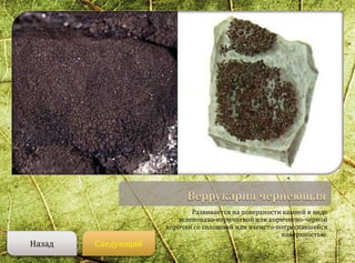 Развивается на поверхности камней в виде
зеленовато-коричневой или коричнево-черной
корочки со сплошной или ячеисто-потрескавшейся
поверхностью.
СледующийНазад
 