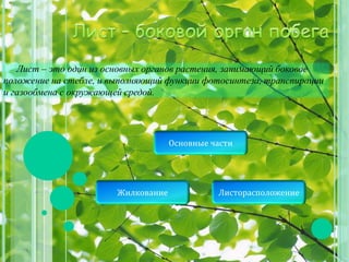 Лист – это один из основных органов растения, занимающий боковое
положение на стебле, и выполняющий функции фотосинтеза, транспирации
и газообмена с окружающей средой.
Основные части
ЛисторасположениеЖилкование
 