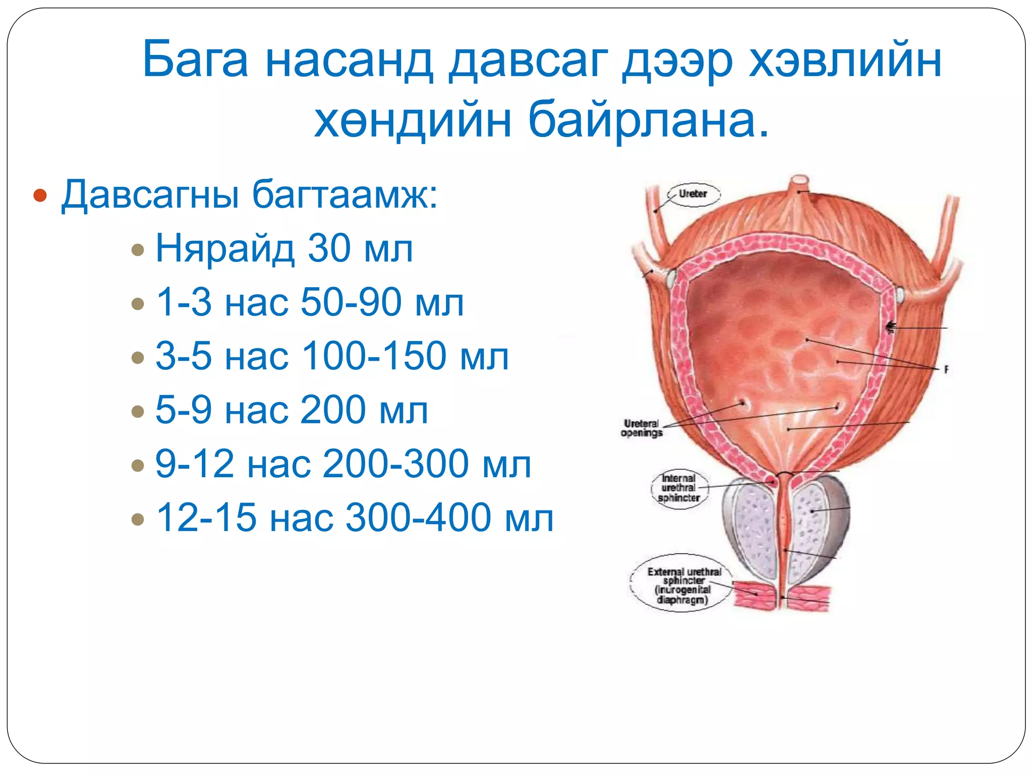 Бага насанд давсаг дээр хэвлийн
хөндийн байрлана.
 Давсагны багтаамж:
 Нярайд 30 мл
 1-3 нас 50-90 мл
 3-5 нас 100-150 мл
 5-9 нас 200 мл
 9-12 нас 200-300 мл
 12-15 нас 300-400 мл
 