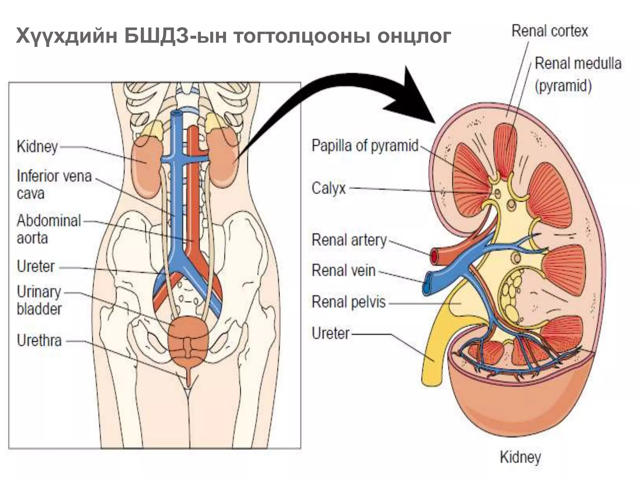 Хүүхдийн БШДЗ-ын тогтолцооны онцлог
 