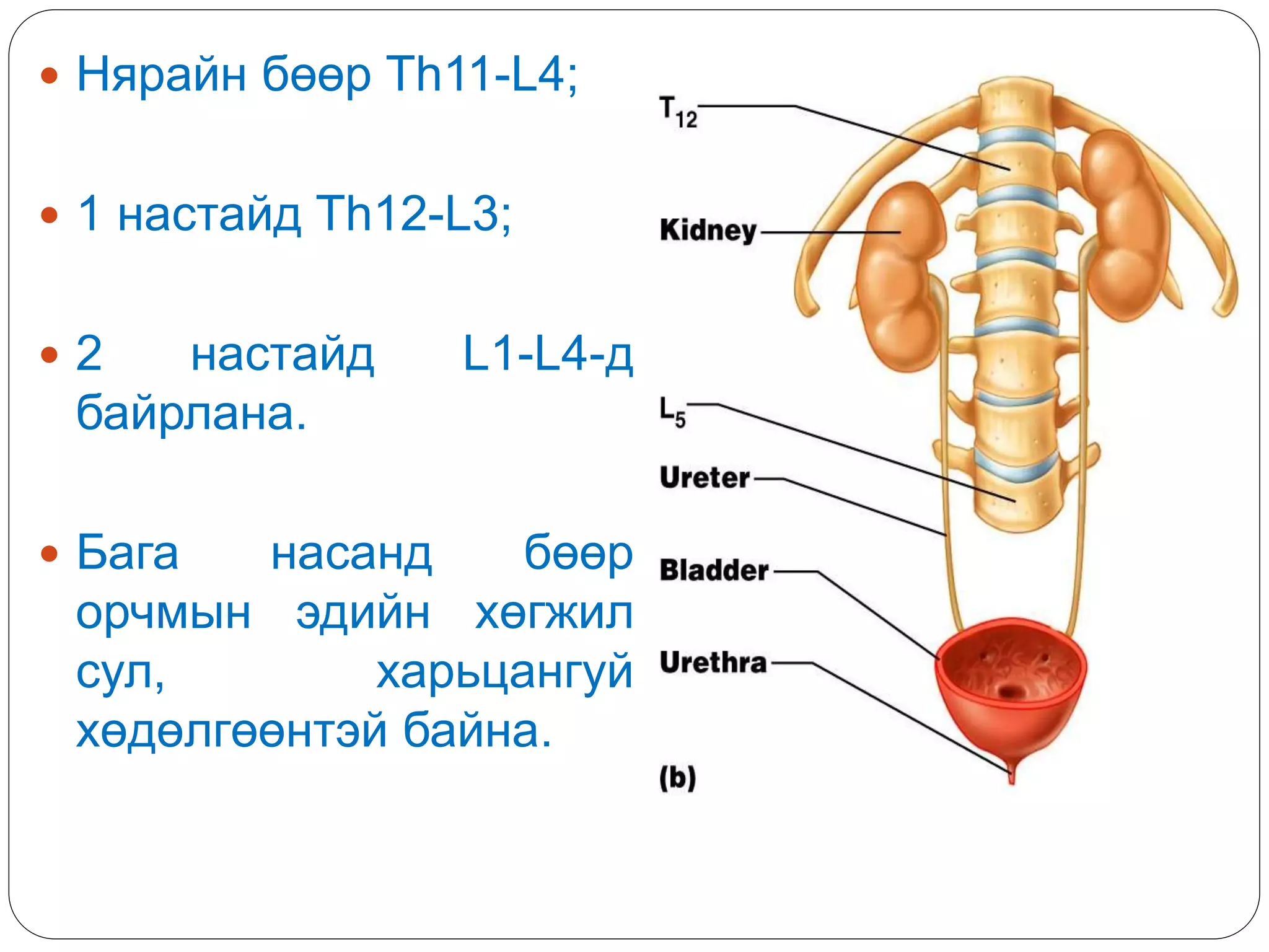  Нярайн бөөр Th11-L4;
 1 настайд Th12-L3;
 2 настайд L1-L4-д
байрлана.
 Бага насанд бөөр
орчмын эдийн хөгжил
сул, харьцангуй
хөдөлгөөнтэй байна.
 