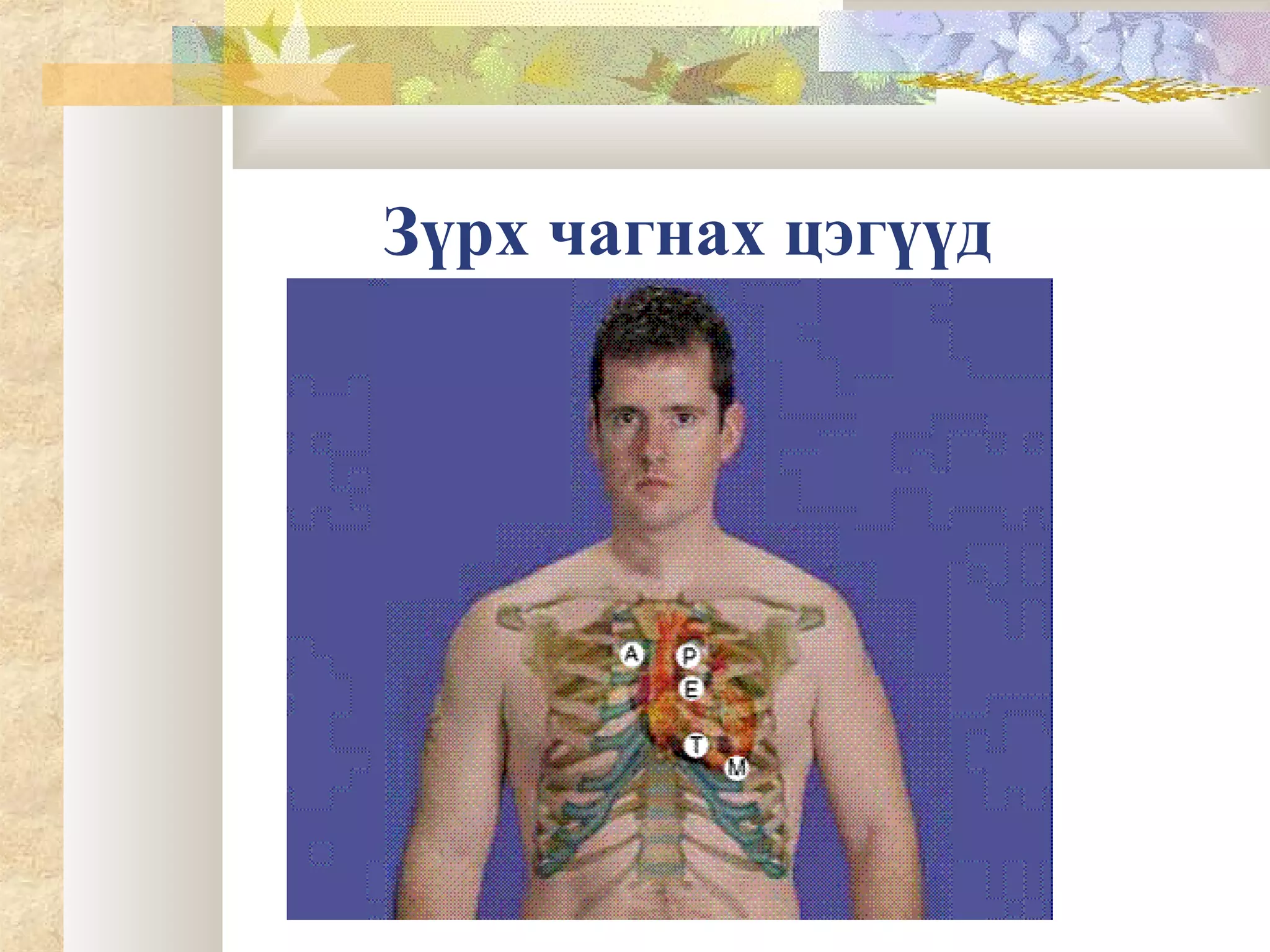 зүрх судас, цусны онцлог | PPT