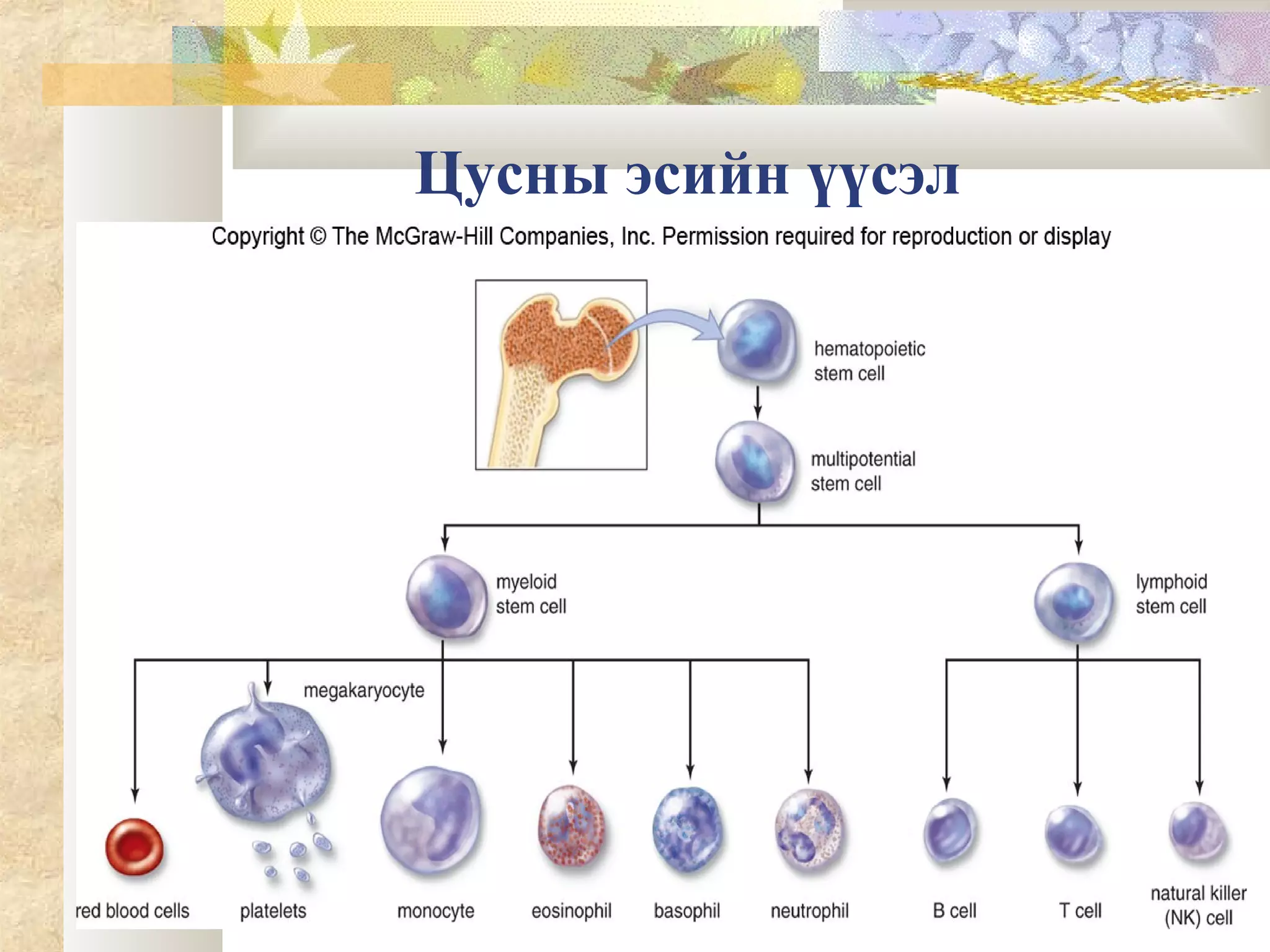 зүрх судас, цусны онцлог | PPT