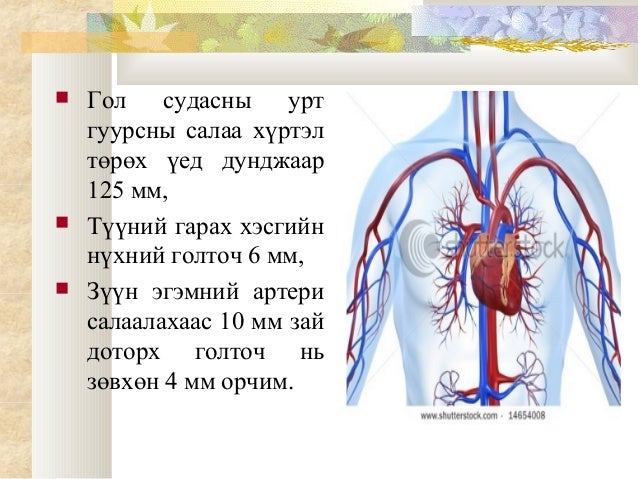 зүрх судас, цусны онцлог