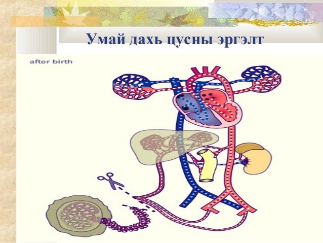 зүрх судас, цусны онцлог
