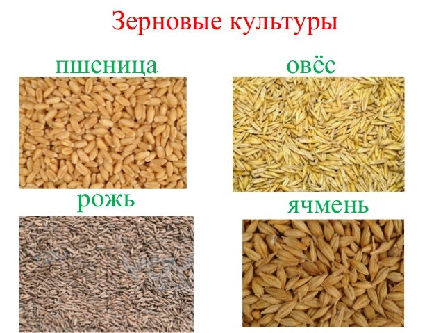 үр тариа