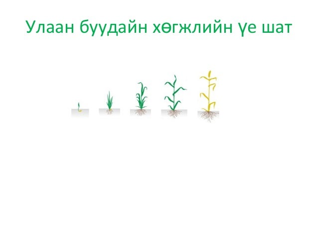 үр тариа