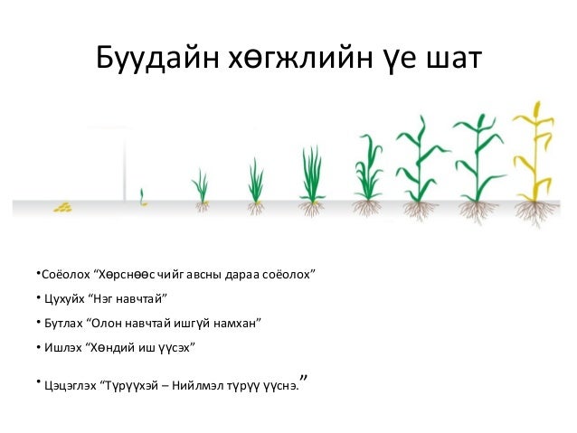 үр тариа