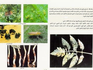 برامج التشجير وأنظمة الري في مدينة ينبع الصناعية