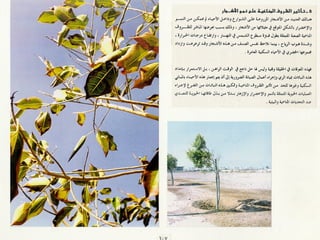 برامج التشجير وأنظمة الري في مدينة ينبع الصناعية