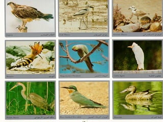 برامج التشجير وأنظمة الري في مدينة ينبع الصناعية