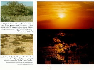 برامج التشجير وأنظمة الري في مدينة ينبع الصناعية