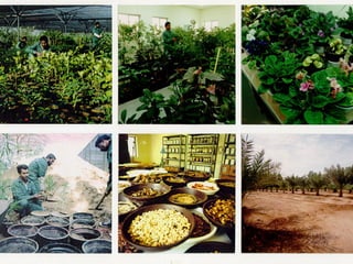 برامج التشجير وأنظمة الري في مدينة ينبع الصناعية