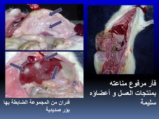 ‫مناعته‬ ‫مرفوع‬ ‫فأر‬
‫أعضاؤه‬ ‫و‬ ‫العسل‬ ‫بمنتجات‬
‫سليمة‬‫بها‬ ‫الضابطة‬ ‫المجموعة‬ ‫من‬ ‫فئران‬
‫صديدية‬ ‫بؤر‬
 