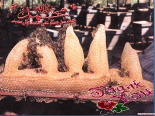 ندوة اللبن و الغش