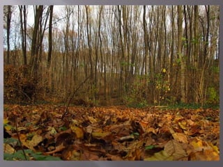 осіння подорож