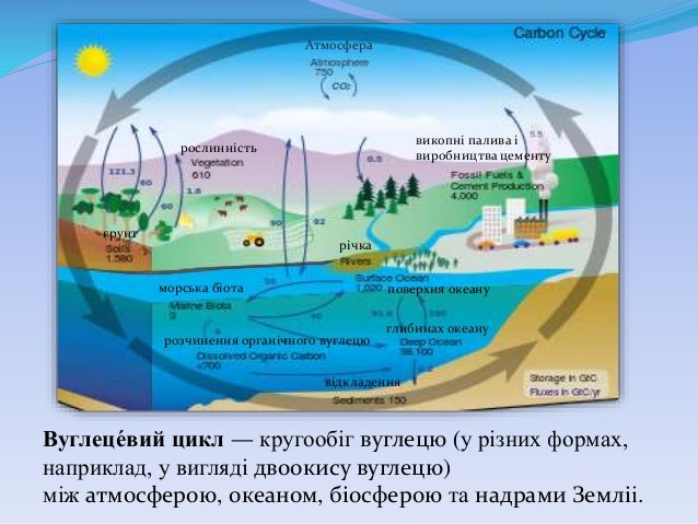 біологічний кругообіг речовин