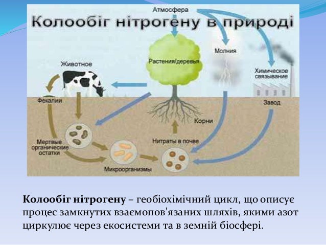 біологічний кругообіг речовин