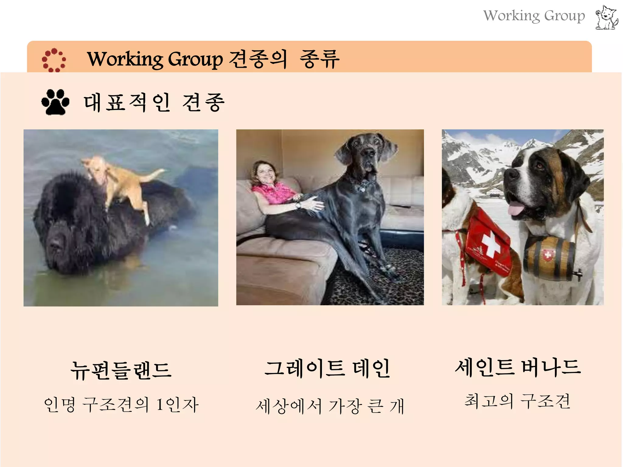 Working Group 견종의 종류
▶ 분류 기준 : 맡은 역할
사람을
즐겁게 하는
일
사람의 일을
돕는 일
심리치료견 (Therapy dog)
엔터테인먼트견(Performing dog)
* 대부분 애완견으로서의 비중 ↑
봉사견 (service dog)  안내견/청각도우미견
인명구조견 (Lifesaving dog)
경비견 (watchdog): 경호견/경찰견/군용견
썰매견 (sled dog)
목축견 (Herding dog)
사냥견, 쥐 구제견, Show dog, 투견, 송로버섯 채
취견 등등
뉴펀들랜드
인명 구조견의 1인자
그레이트 데인
세상에서 가장 큰 개
세인트 버나드
최고의 구조견
대표적인 견종
Working Group
 