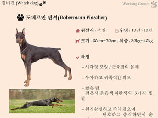 원산지 : 독일 수명 : 10년~13년
크기 : 60cm~70cm / 체중 : 30kg~40kg
특징
- 사각형 모양 / 근육질의 몸체
- 우아하고 귀족적인 외모
- 짧은 털,
검은색·붉은색·파란색의 3가지 빛
깔
- 원기왕성하고 주의 깊으며
단호하고 충직하면서 순
도베르만 핀셔(Dobermann Pinscher)
경비견 (Watch dog) Working Group
 