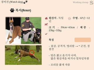 원산지 : 독일 수명 : 10년~12
년
크 기 : 59cm~63cm / 체 중 :
25kg~32kg
특징
- 용감, 공격적, 영리함 → * 군견, 경
찰견
- 털은 짧고 윤기가 나며,
엷은 황갈색을 띠거나 얼룩덜룩함
- 꼬리를 짧게 자름
복서(Boxer)
경비견 (Watch dog) Working Group
 