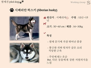 썰매견 (sled dog)
시베리안 허스키 (Siberian husky)
원산지 : 시베리아 수명 : 12년~15
년
크기 : 50~60 cm / 체중 : 16~30kg
특징
- 썰매 끌기에 가장 뛰어난 품종
- 쫑긋한 귀와 빗자루 같은 꼬리
적당한 근육
- 주인에게는 온순
But, 다른 동물에게 강한 서열의식을
느낌
Working Group
 