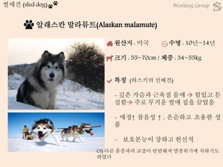썰매견 (sled dog)
알래스칸 말라뮤트(Alaskan malamute)
원산지 : 미국 수명 : 10년~14년
크기 : 55~70cm / 체중 : 34~55kg
특징 (허스키의 선배견)
- 깊은 가슴과 근육질 몸매  힘있고 튼
실함 주로 무거운 썰매 집을 끌었음
- 애정↑ 참을성 ↑ , 온순하고 조용한 성
품
- 보호본능이 강하고 헌신적
Cf) 다른 품종과의 교잡이 빈번해져 멸종위기에 처하기도
하였다
Working Group
 